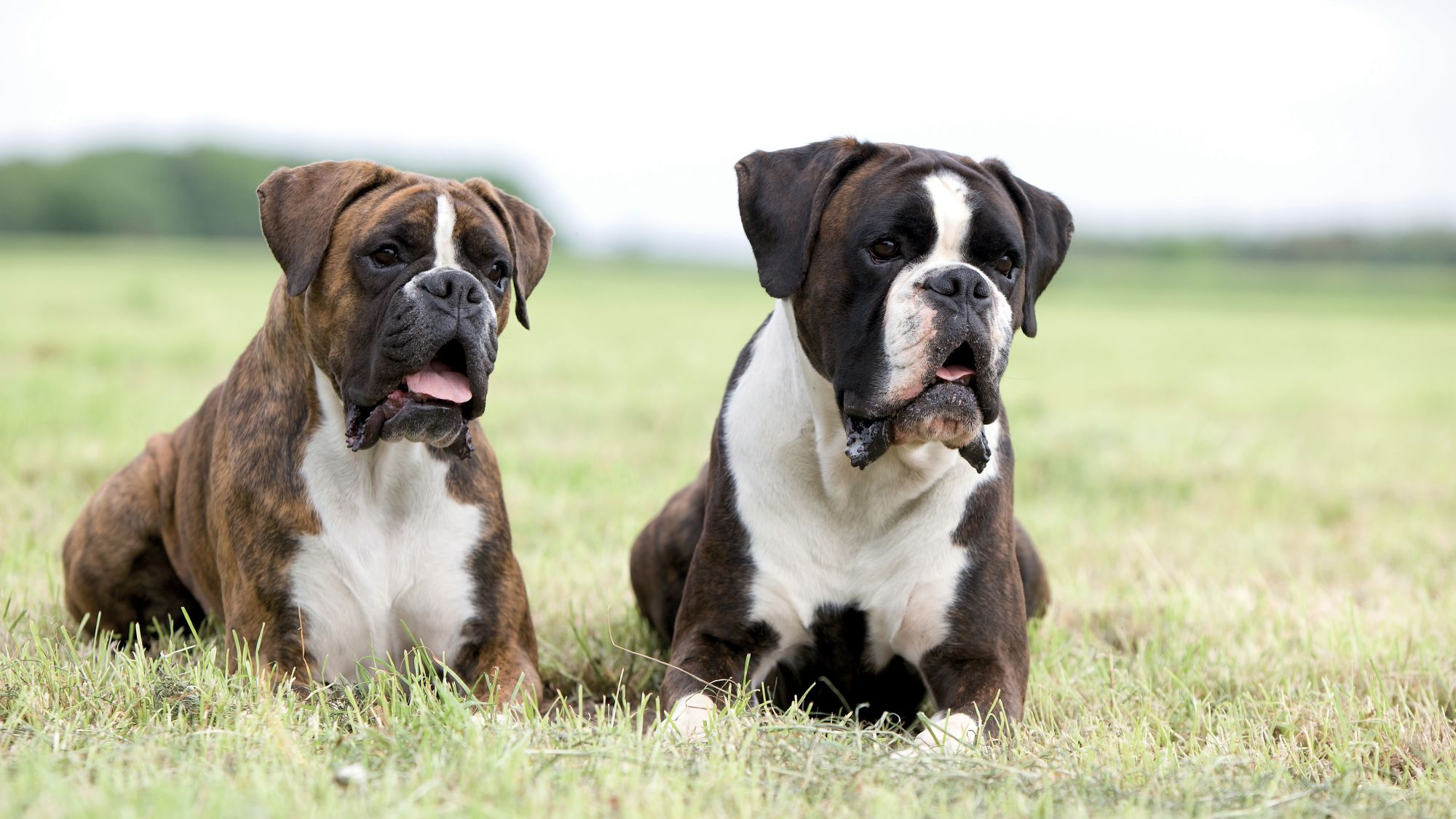 Boxer